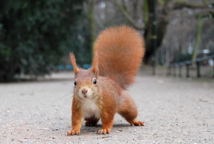 Orava