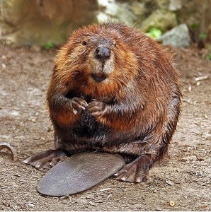 "Amerikanmajava", kuva: "Steve from washington, dc, usa". Lisenssi: CC BY-SA 2.0 Wikimedia Commonsin kautta. 597px-American_Beaver