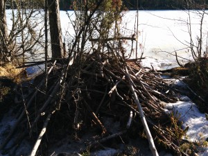 Ylivuotinen risupesä
