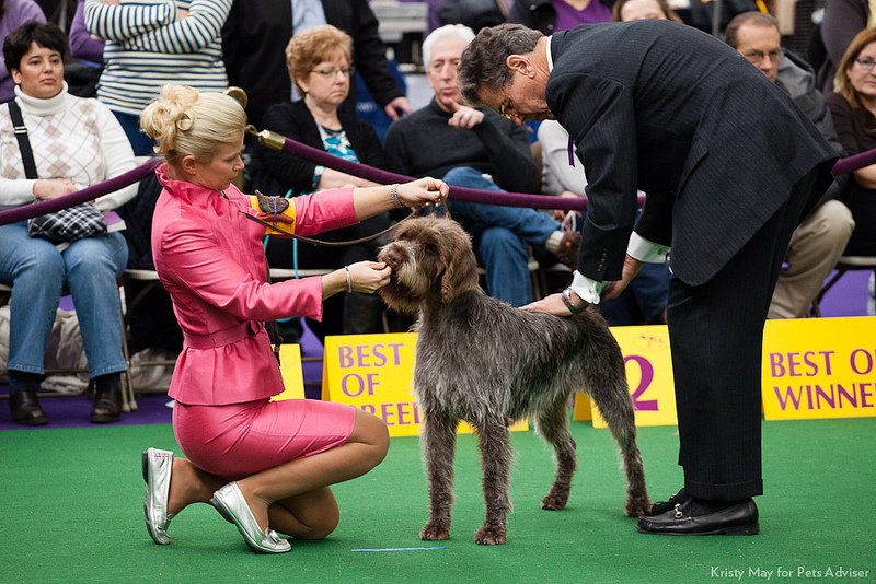 Westminster Kennel Club Dog Show, New York City. / http://www.petsadviser.com/
