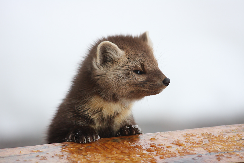 Pine Marten (By steveallen, flickr)