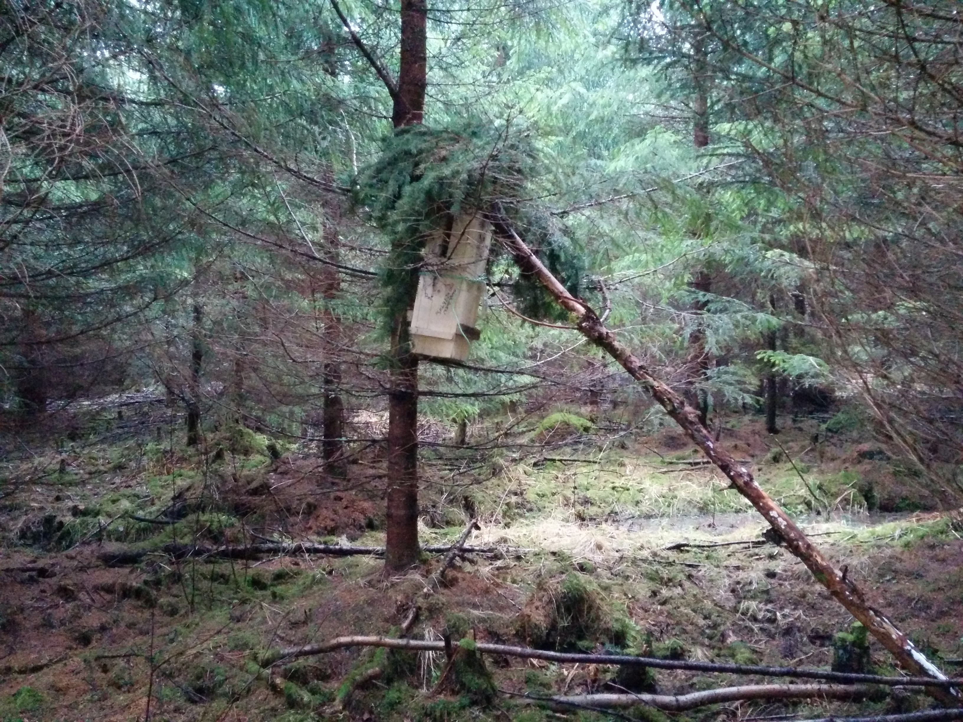 Rautapönttö puussa