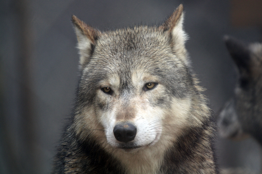 Lone Wolf