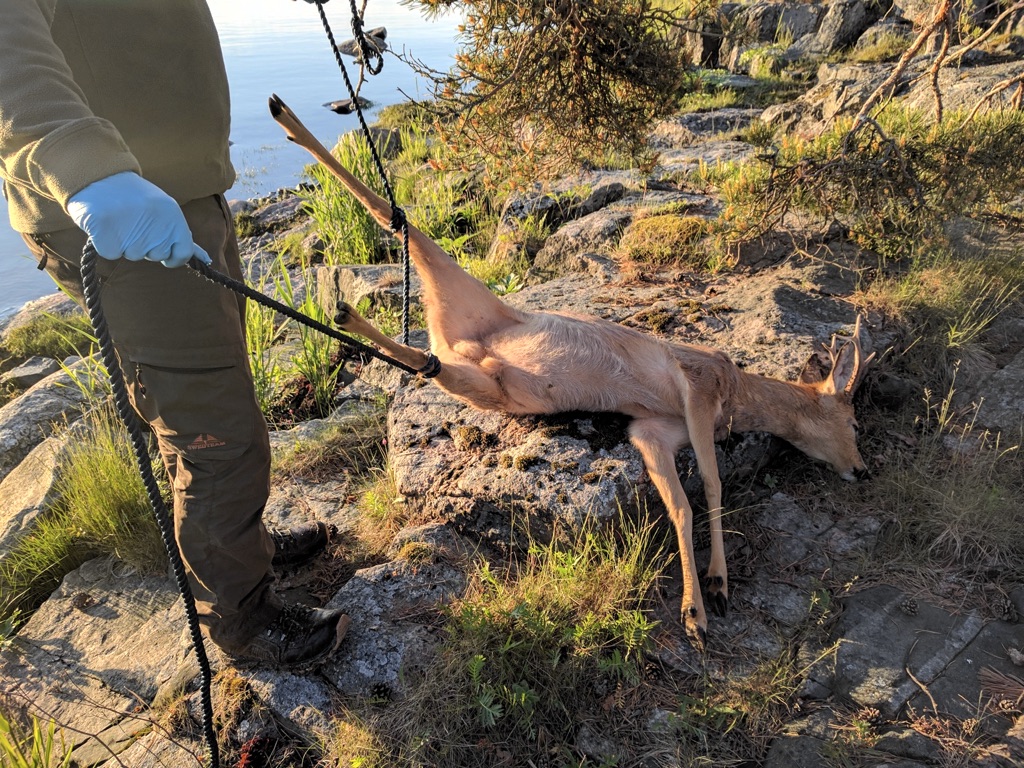 Kauriin nostaminen puuhun onnistui köyden avulla