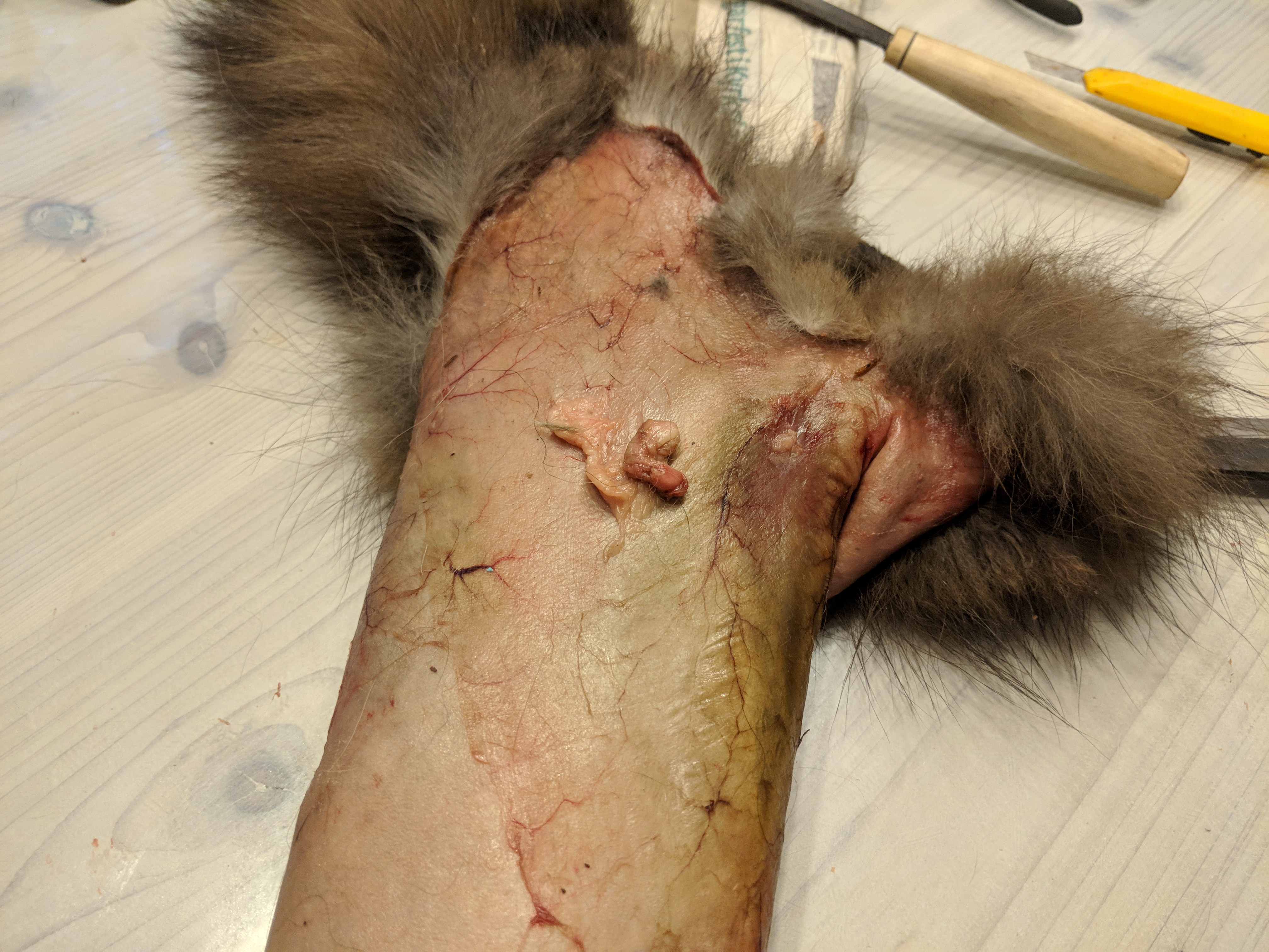 Lähellä, mutta vielä vähän rasvaa kaavittavana