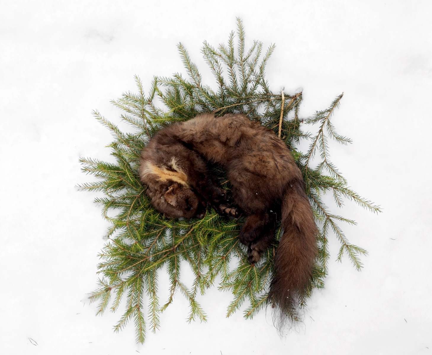 Näätäsaalis havupedillä
