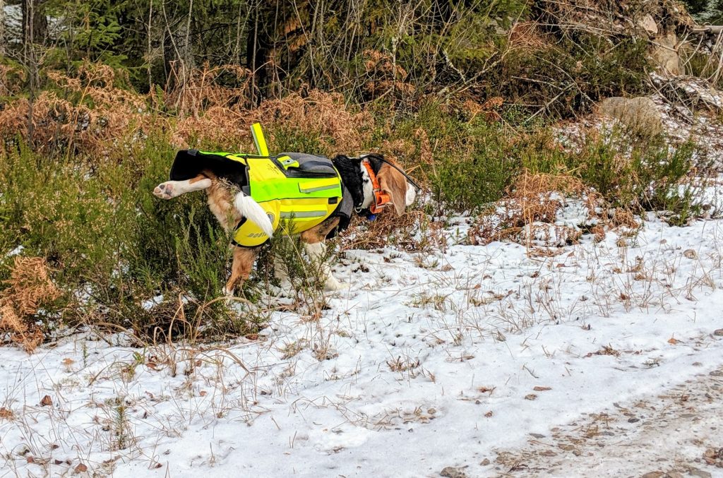 Dogtech-liiviä likaamassa