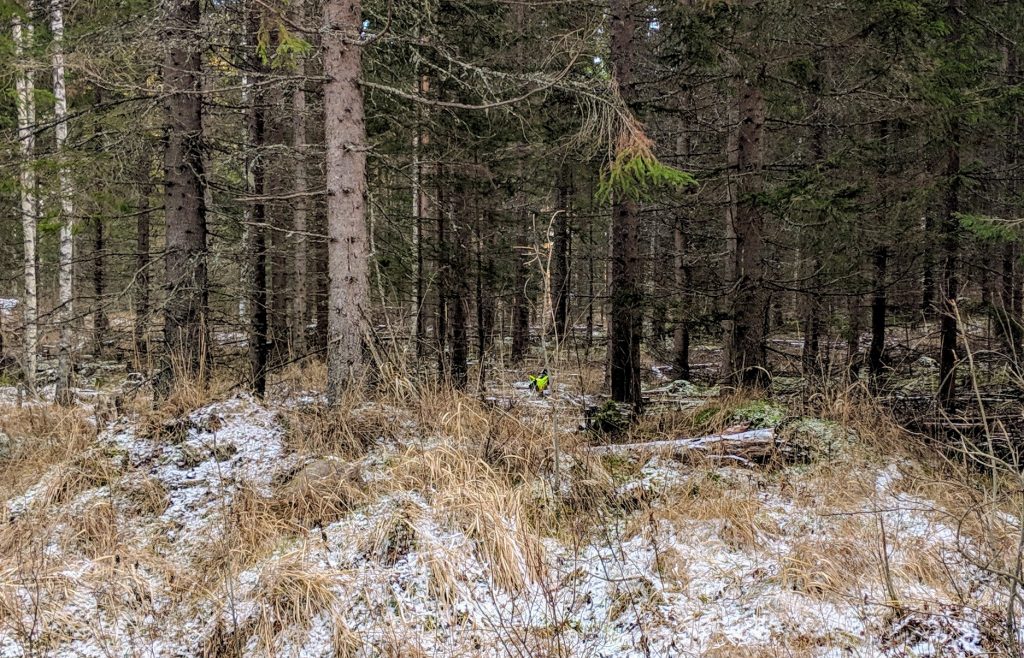 Missä beagle luuraa?