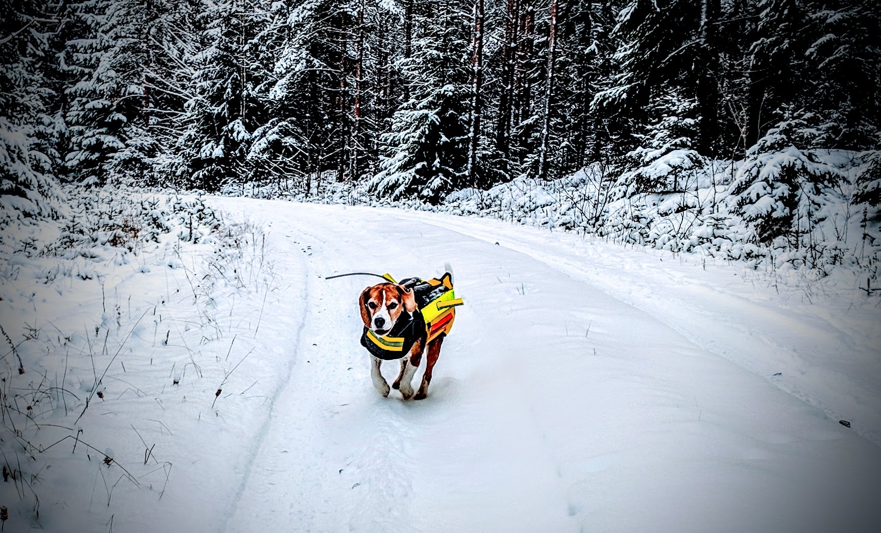 Testissä Dogtech-susiliivi