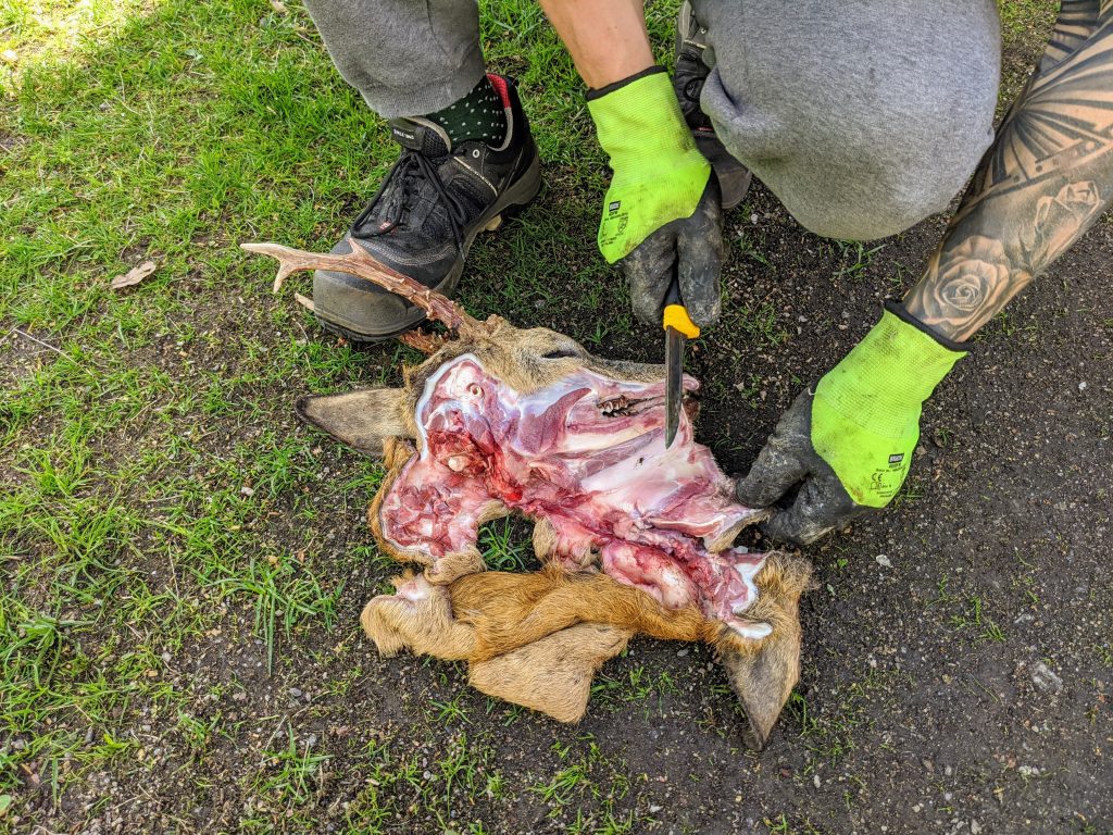 Pään nylkeminen ja alaleuan irroitus kauriin sarvitrofeeta varten