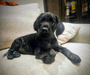 Molli-koira sohvalla