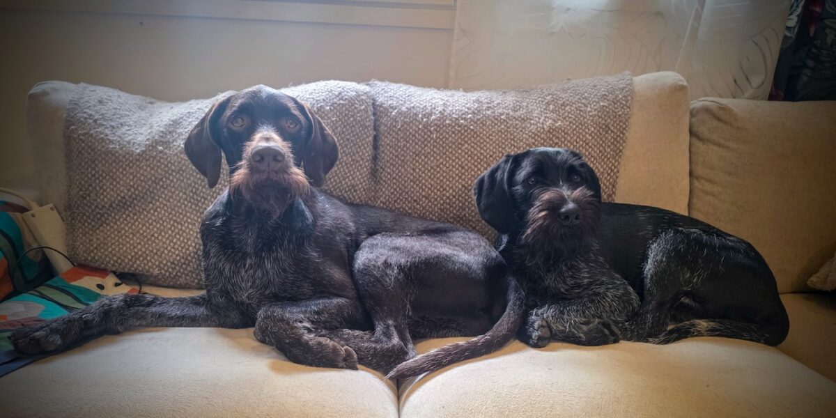 Kaksi saksanseisojaa sohvalla