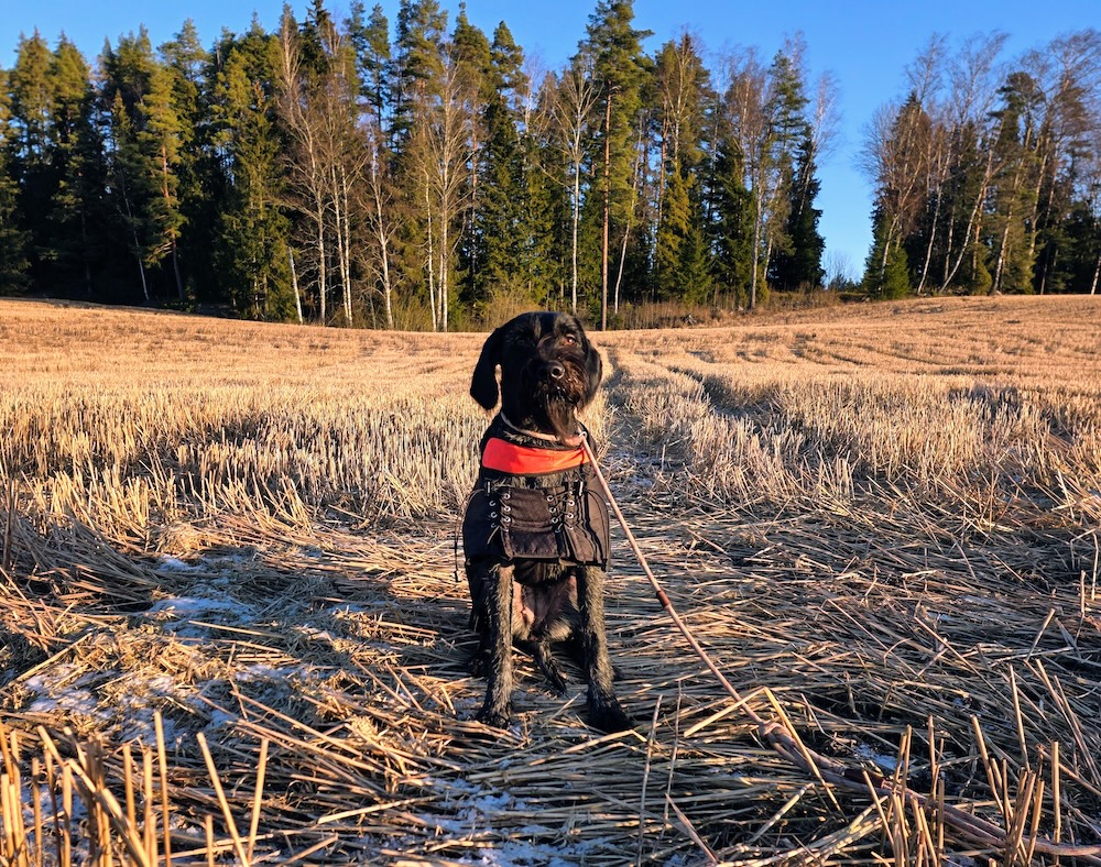 Saksanseisoja pellolla