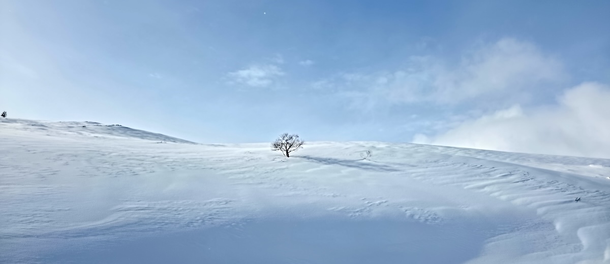 kuva yksinäisestä koivusta tunturissa