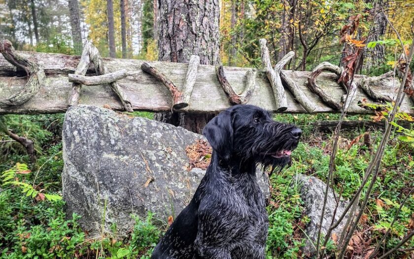 Savukoski-kyltti ja koira sen edessä