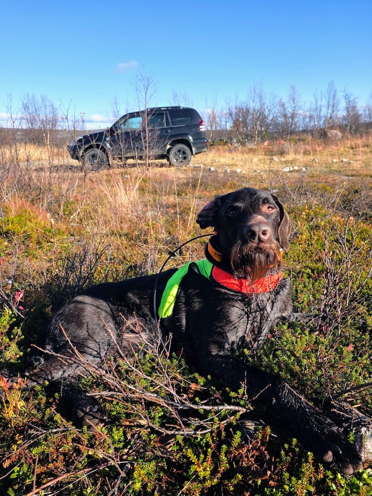 Kuva koirasta makaamassa ylhäällä tunturissa taustalla maastoauto